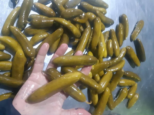 تصویر 1 از خرید خیارشور ویژه دبه ای + قیمت فروش استثنایی